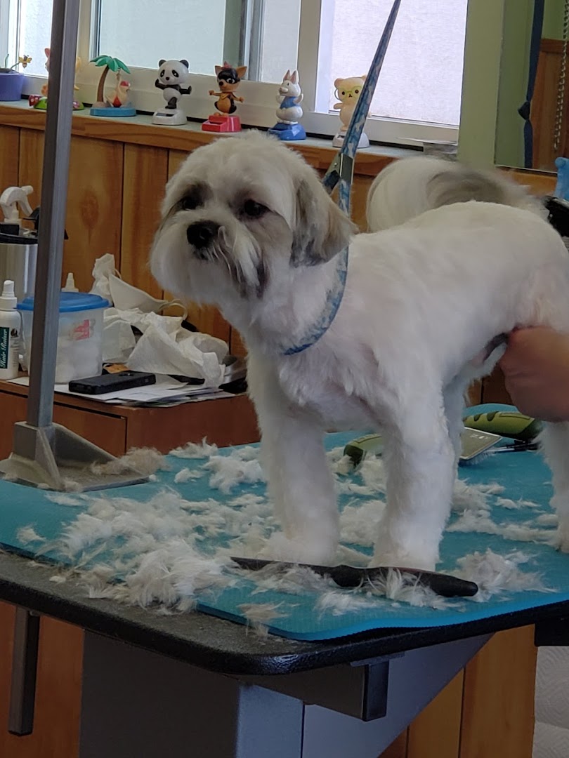 Shih Tzu on the grooming table at Ace Dog Grooming Studio, freshly cut