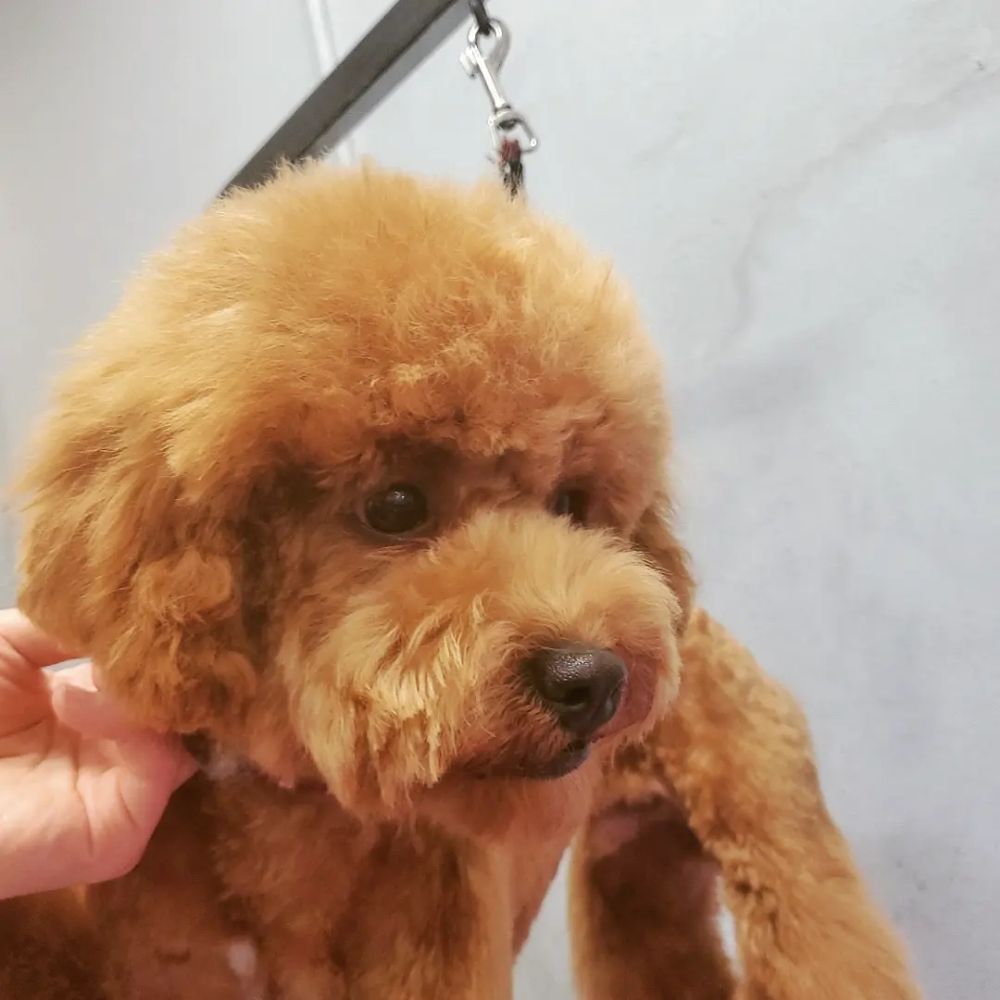Freshly groomed apricot poodle at Bubbles Dog Grooming, Beverly Blvd Los Angeles