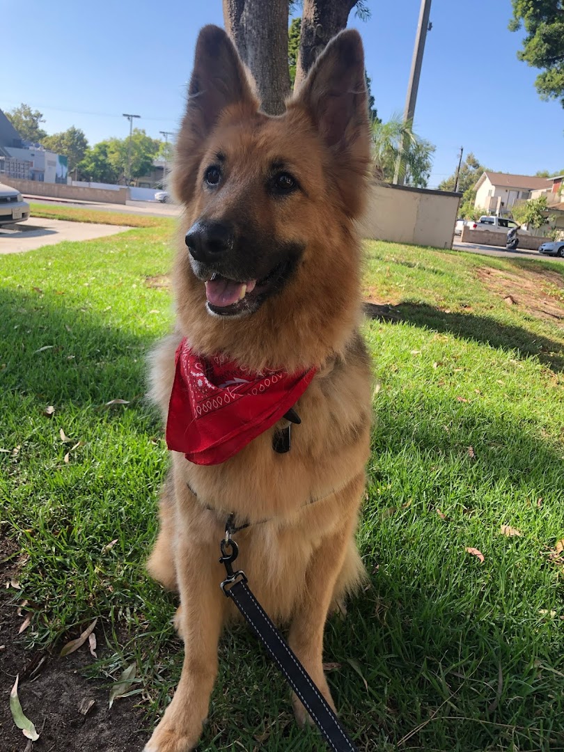Dog grooming work at CJ Dog Grooming in Anaheim