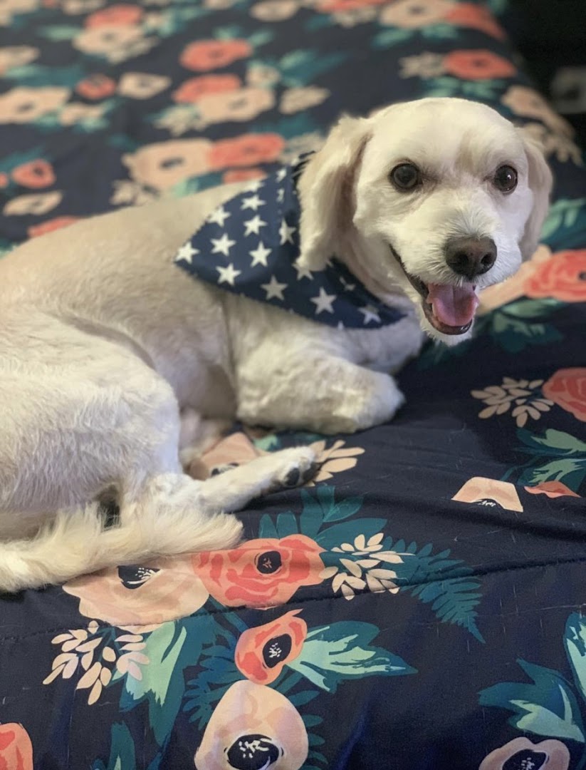Dog freshly groomed at Doggi Dogi Pet Spa in Fullerton