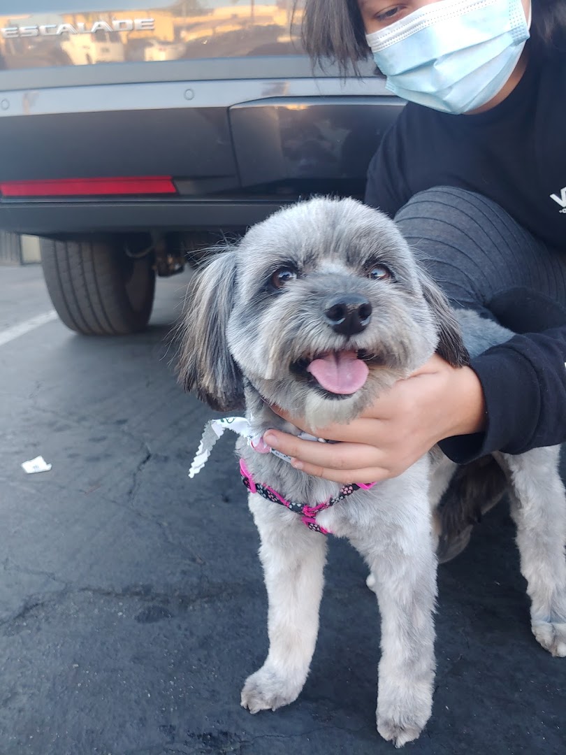Freshly groomed dog held by Doggi Dogi groomer