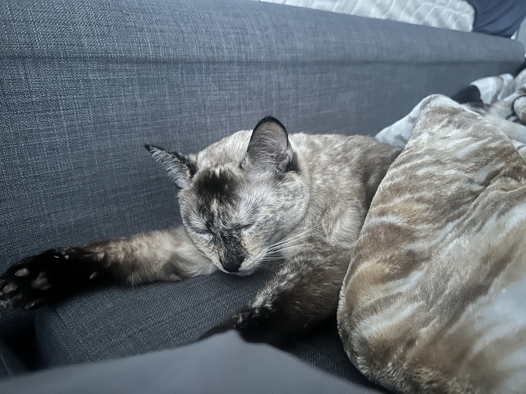 Cat client relaxed after nail trim at Doggi Dogi