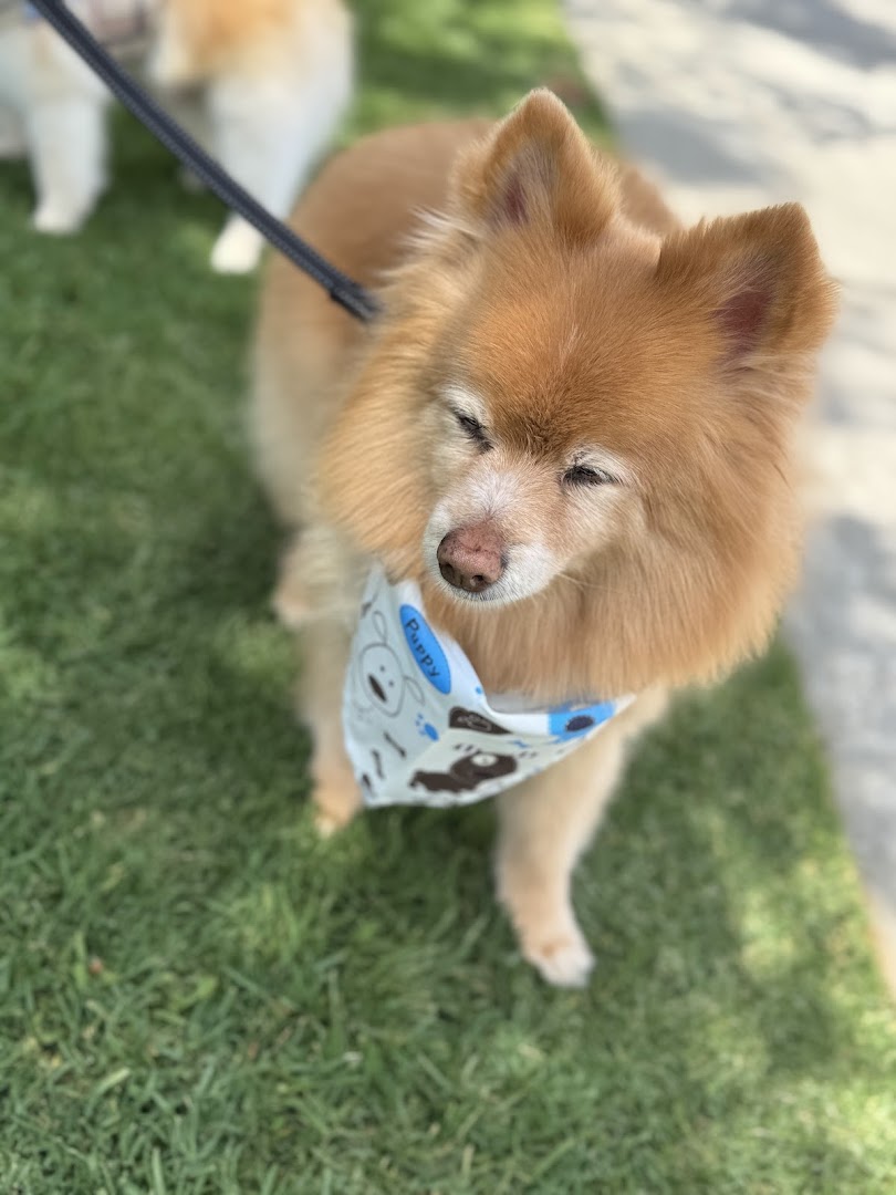 Dog groomed by G&A Mobile Grooming