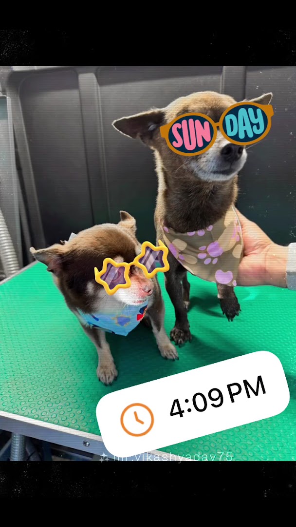 Dog after grooming session