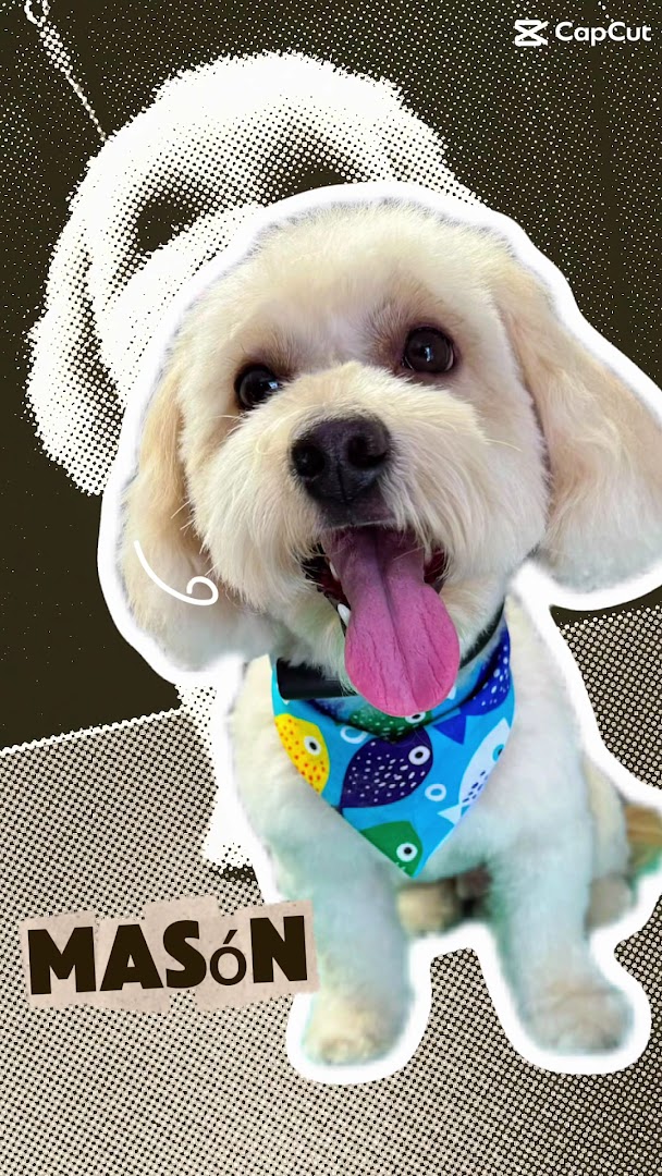 Another happy client at G&A Mobile Grooming