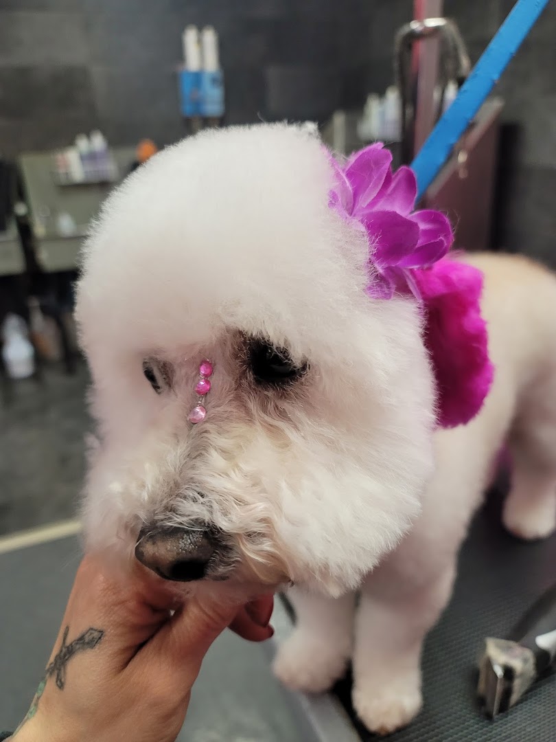 Groomed dog at Glamour Pooch