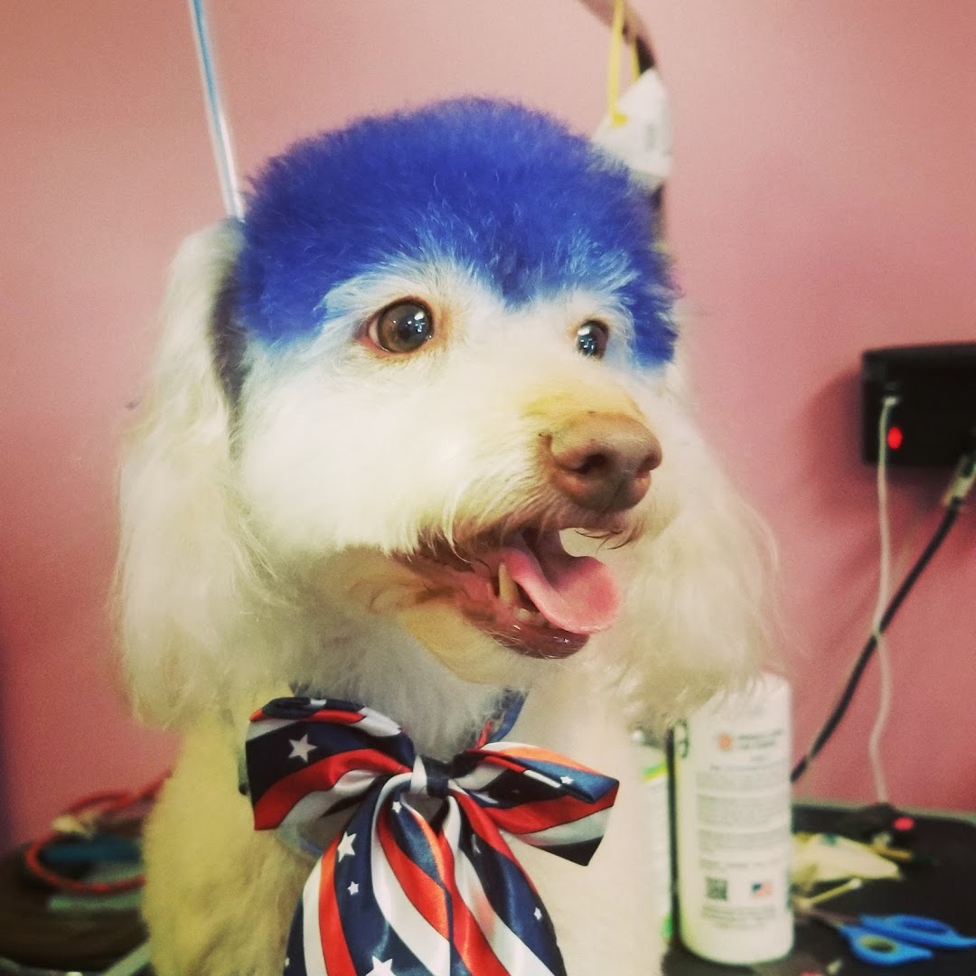 Happy dog after grooming at Glamour Pooch