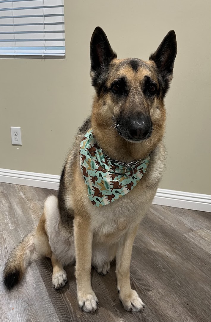 Grooming Cottage salon interior — clean, welcoming space for pets