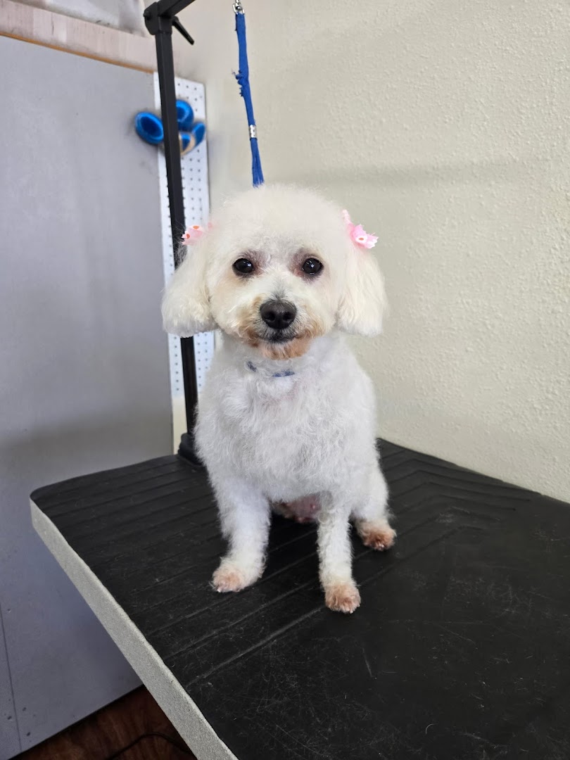 Gentle pet grooming at Happy Pet Grooming, Anaheim