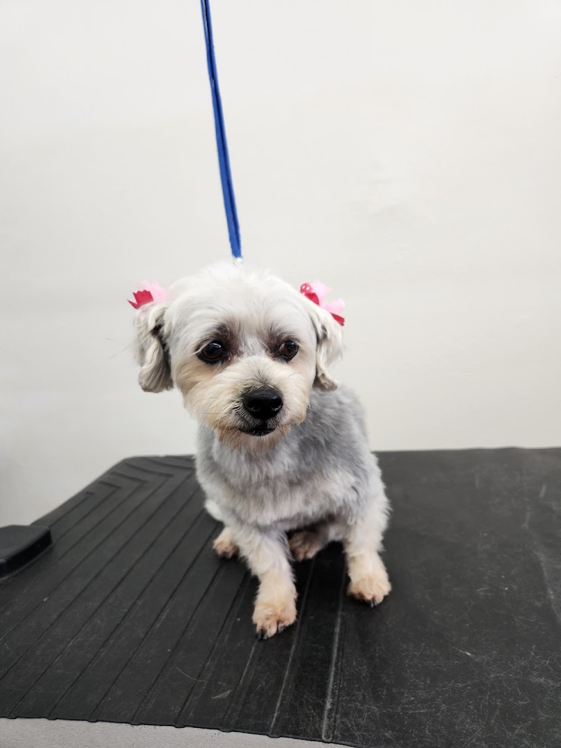Cat grooming at Happy Pet Grooming Anaheim