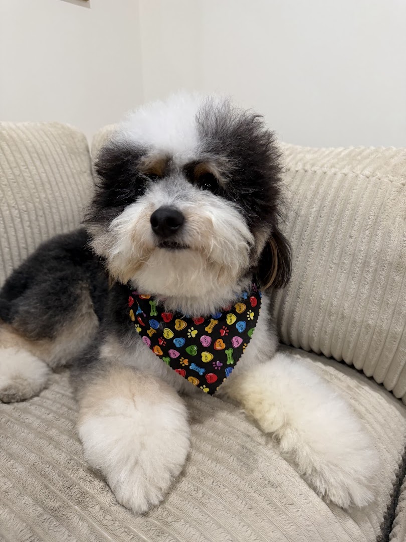 A freshly groomed dog at Julie's Dog Grooming in Eagle Rock