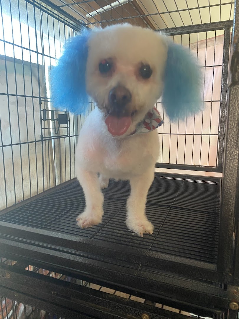 Dog groomed at Kanine Kabin