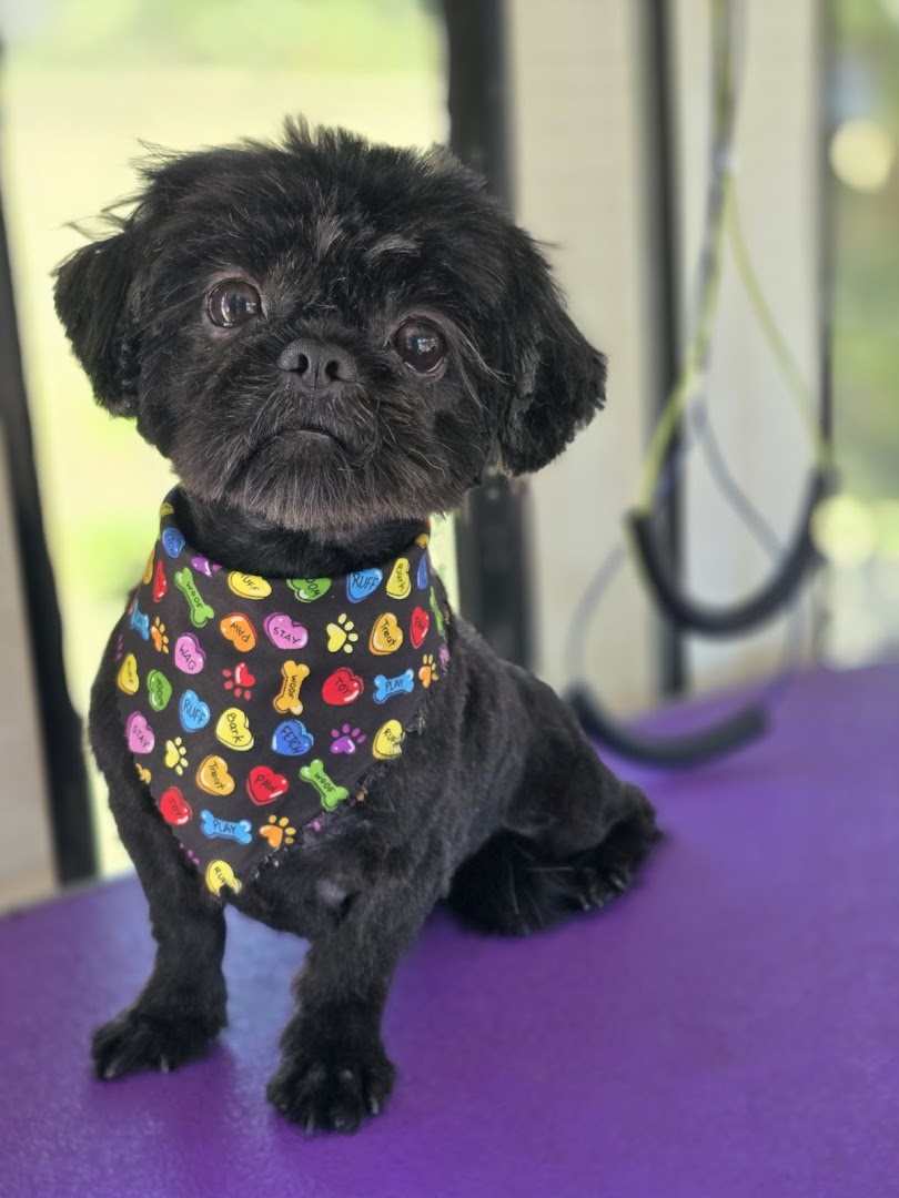 Close-up of a freshly groomed dog
