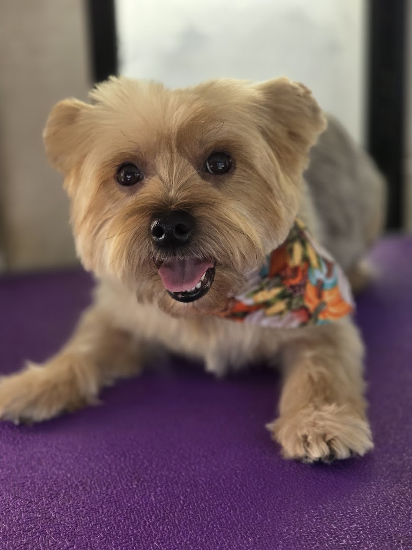 Pet grooming at the client's home — no drop-off needed