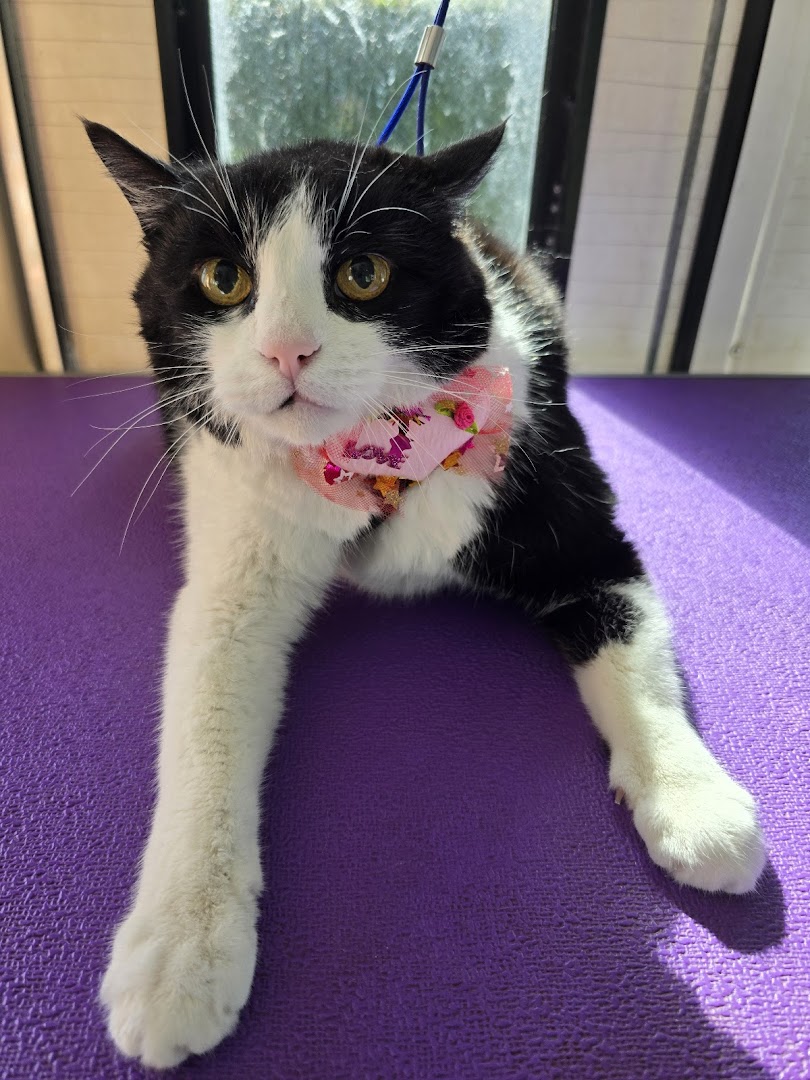 Minka's mobile grooming — one-on-one attention for your pet