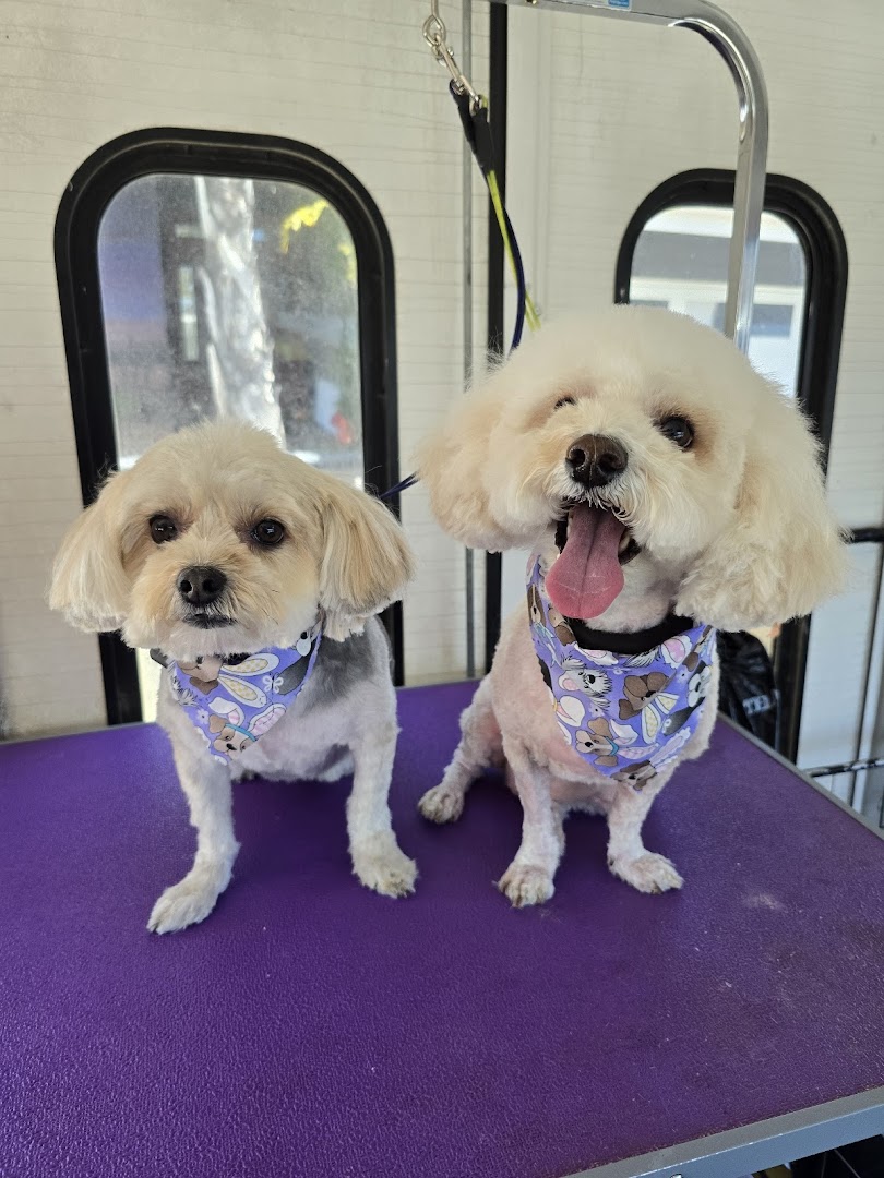 Beautifully groomed pet ready to go home