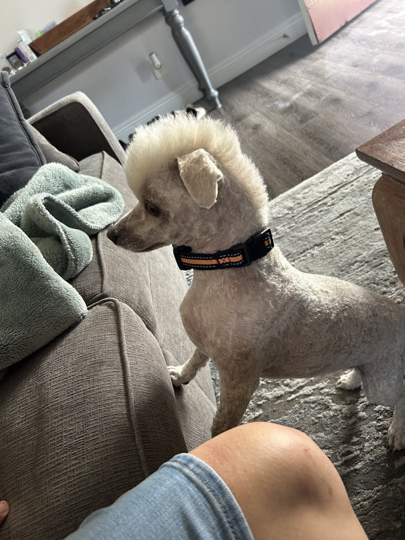 A dog after a fresh grooming session at Paws & Claws Animal Grooming