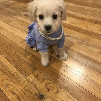 Dog grooming result at Splash Doggie Burbank