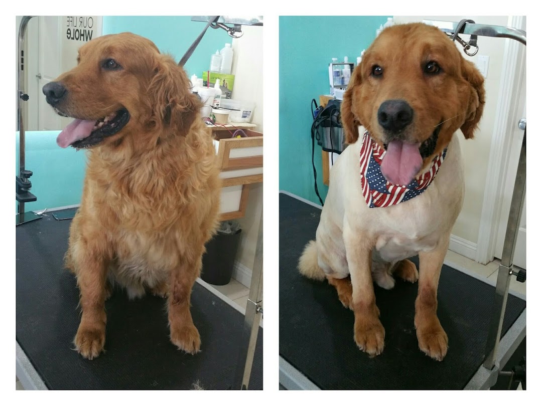 Dogs being groomed at Spoiled Paws Grooming Co, Long Beach