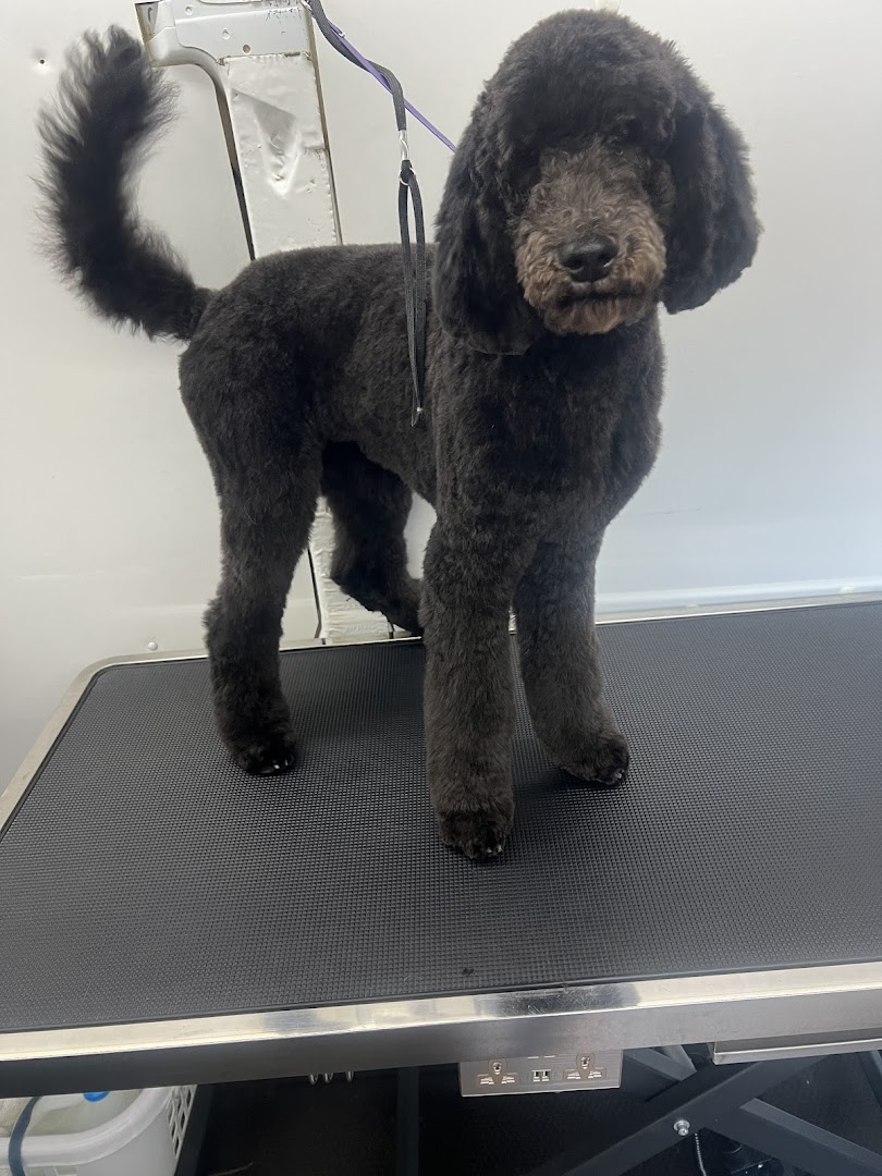 Professionally groomed dog at The Doggie Stylists Mobile Pet Spa