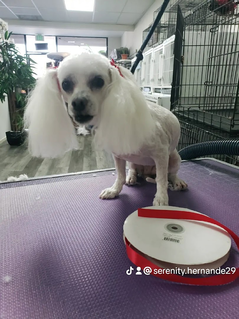 Groomed dog at The Grooming Shop Anaheim