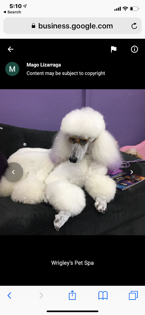A freshly groomed dog at Wrigley's Pet Spaw