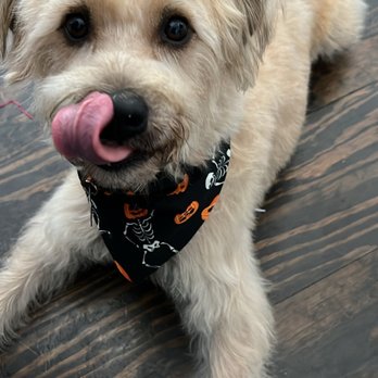 Wrigley's Pet Spaw interior and grooming space